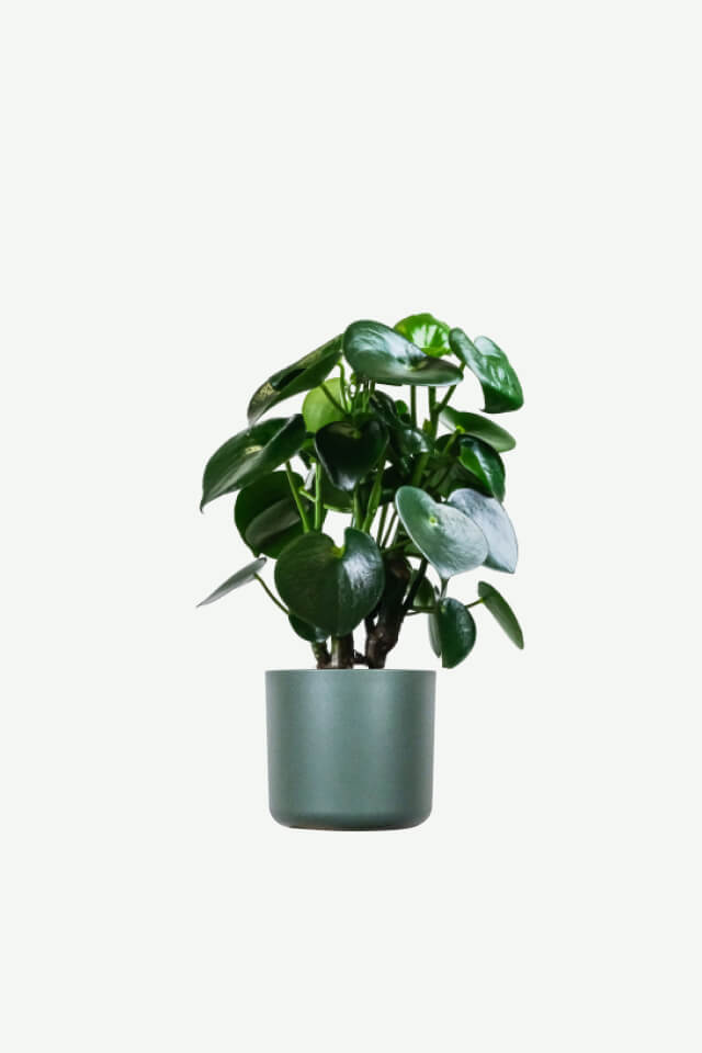 plants ecommerce product featured img 6 plants ecommerce product featured img 6